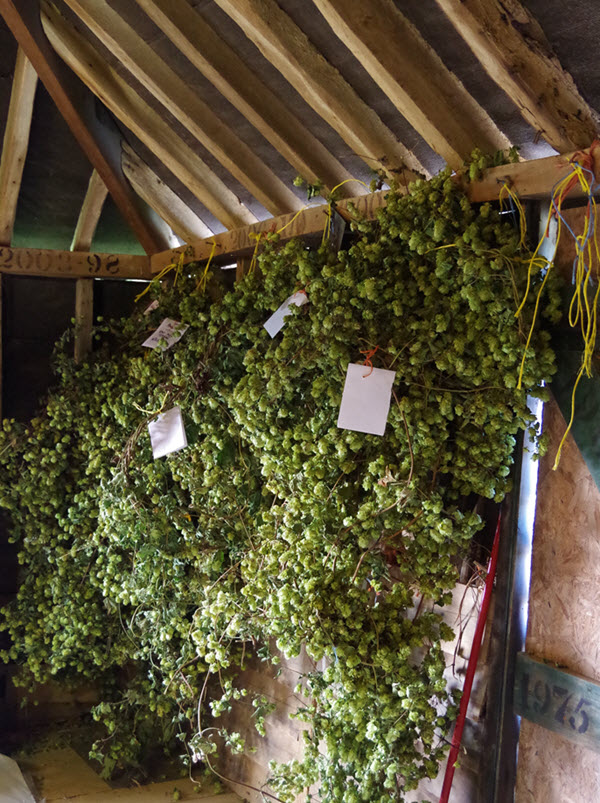 dried hops for sale in oast