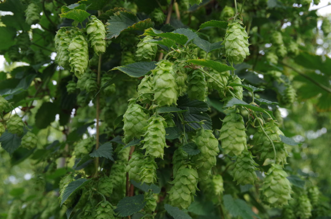 pilgrim hops how they grow and their characteristics