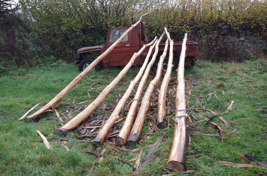 Coppiced Chestnut for Replacement Hop Poles