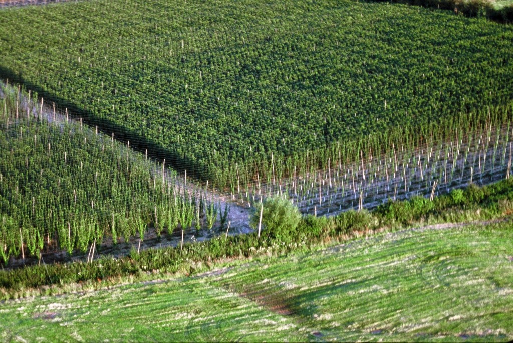 aerial view of hop arden