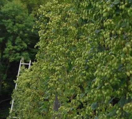 cascade hops nearly ready for picking