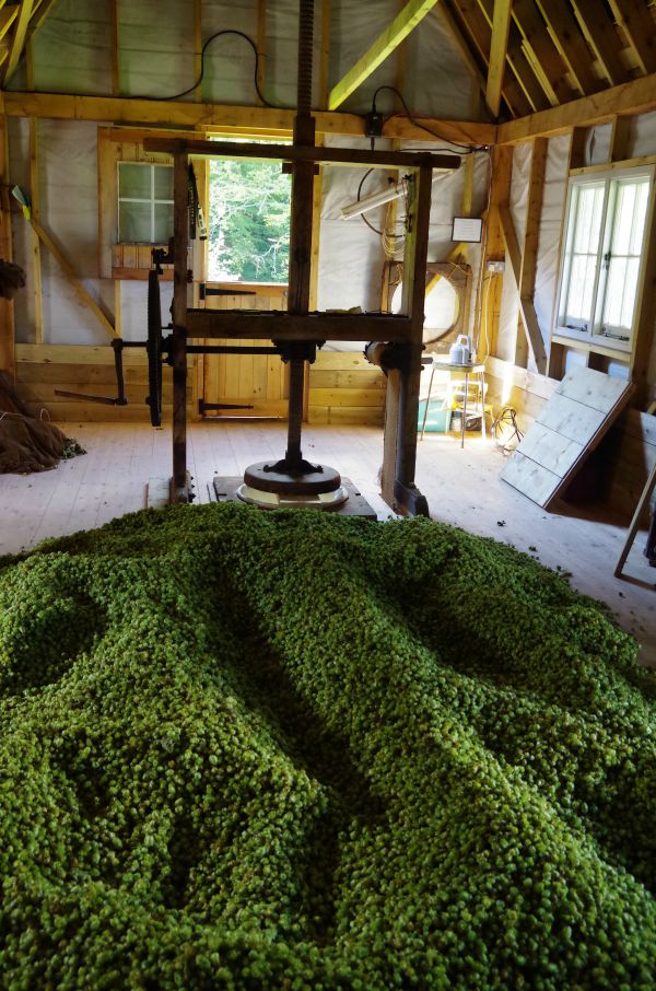 dried cascade hops cooling on the floor