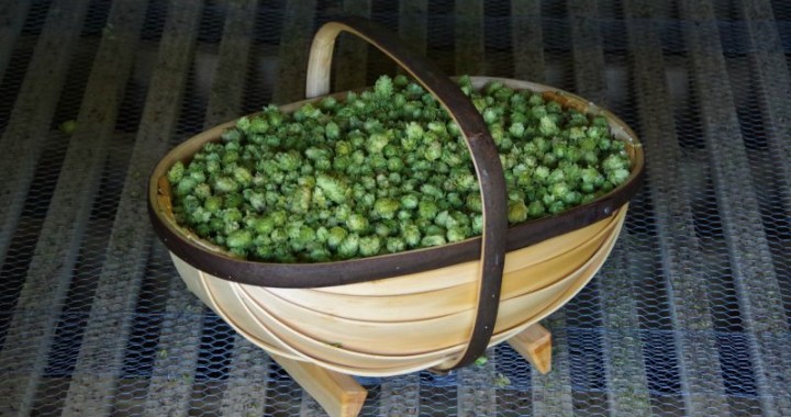 dried hops for home brewing