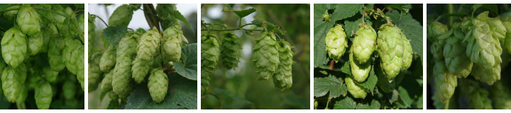 Buy Hops from our Hop Shop