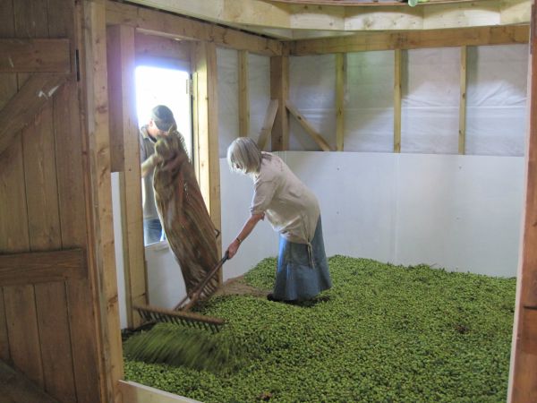 levelling the load of hops in the kiln
