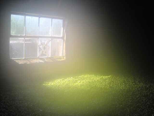 reek (moisture) coming off a load of hops. a lot of water vapour has to be removed on a large kiln load of hops jpg