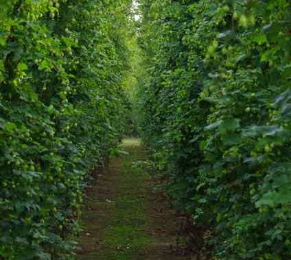 be a hop grower for a season