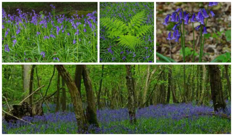 bluebell Collage