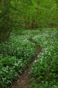 track into the woods. wild garlic,native woodlands