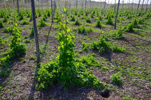  hops ready to be firsted