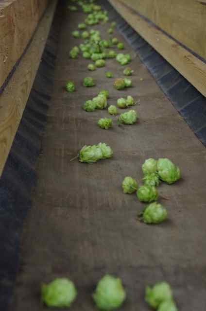First Gold hops on conveyor
