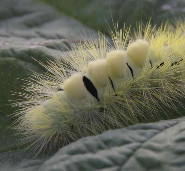 hop-dog caterpillar