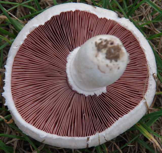 close-up-of-mushroom