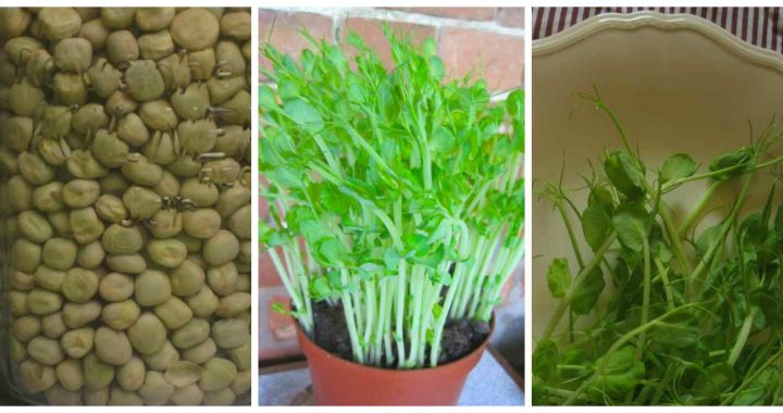 Fresh pea shoots are a tasty salad addition