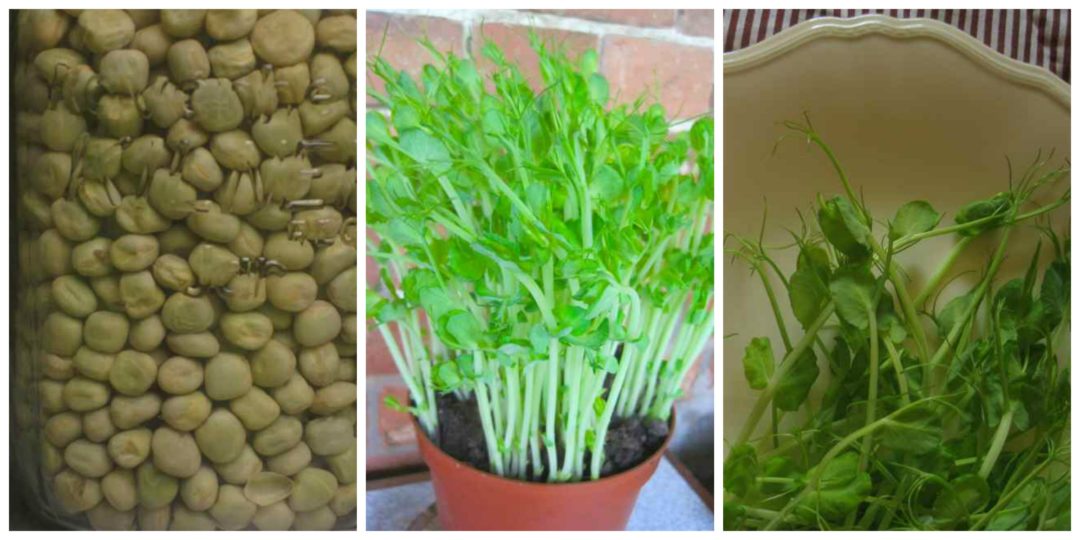 Fresh pea shoots are a tasty salad addition