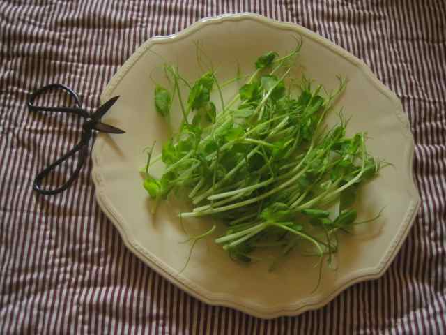 fresh pea shoots are a tasty salad addition