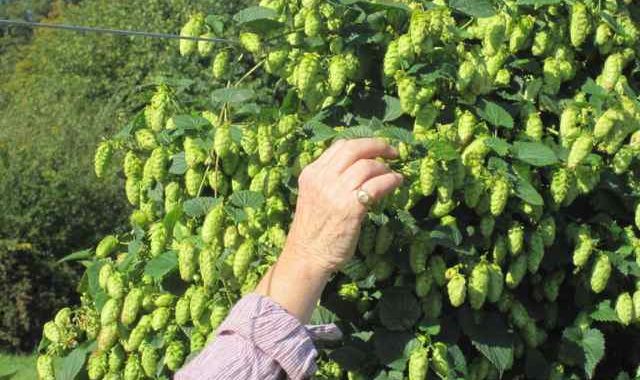 cascade hops for hop infused whisky