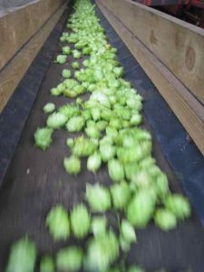 hops on Allaeys conveyor