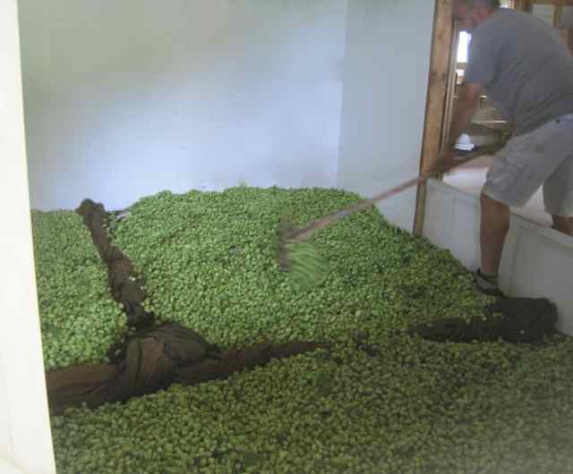 2017 hop ready for brewing