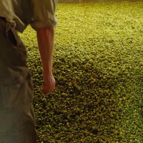 Drying Hops is Where a Golden Alchemy Happens