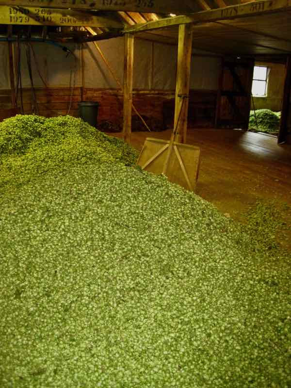 hops drying in the oast
