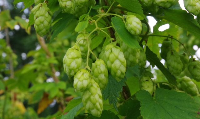 Colgate British heritage hop varieties
