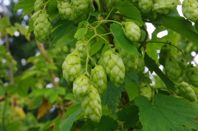 Colgate British heritage hop varieties